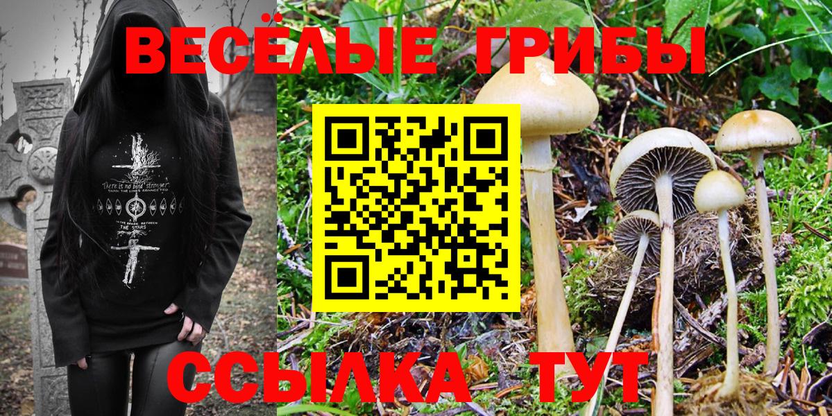 Псилоцибиновые грибы Psilocybe  Вход с VPN  Советск 